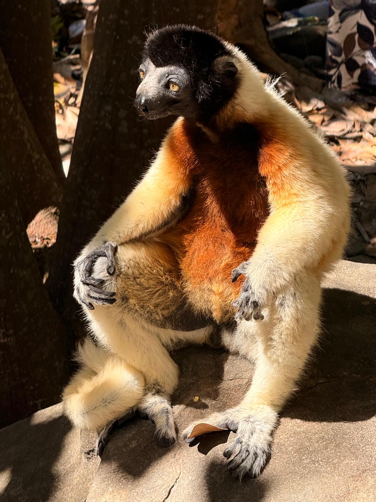 Indri-Indri